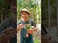 Rambutan bangkok asal Kalimantan #buah #shortvideo