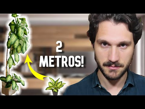 Video: Plantas de interior que pasan el invierno: aprenda sobre el cuidado de invierno de Dieffenbachia