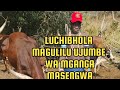 LUCHIBHOLA MAGULILU UJUMBE WA MGANGA MASENGWA 0750101177 Mp4 LUCHIBHOLA MAGULILU UJUMBE WA MGANGA MASENGWA 0750101177 Mp4