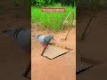 “Secret pigeon trick trap” #funny #trap #trap #birds #birds