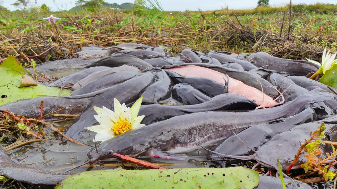 wow wow wow! Catch Big fish under Moss at Field, Technique Fishing