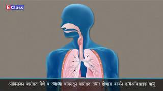 Standard 6,science chp 2 सजीव सृष्टी, Marathi Medium, Maharashtra Board Balbharati syllabus.