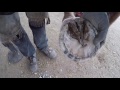 Herrado de Caballo y Mapeo del Casco /Horseshoeing & Hoof Mapping