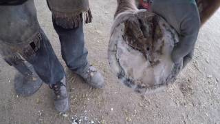 Herrado de Caballo y Mapeo del Casco /Horseshoeing & Hoof Mapping