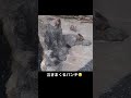怖くて逃げ回るパンチくん😢 Punch-kun, scared and running around #市川市動植物園 #monkey
