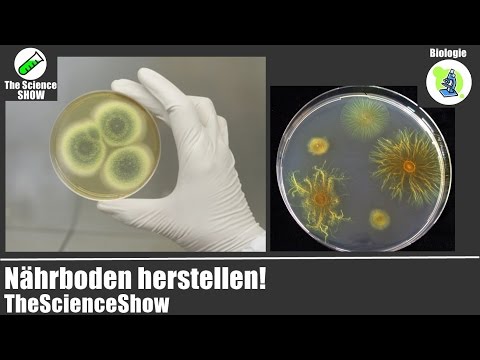 Nährboden herstellen! | Biologie | TheScienceShow