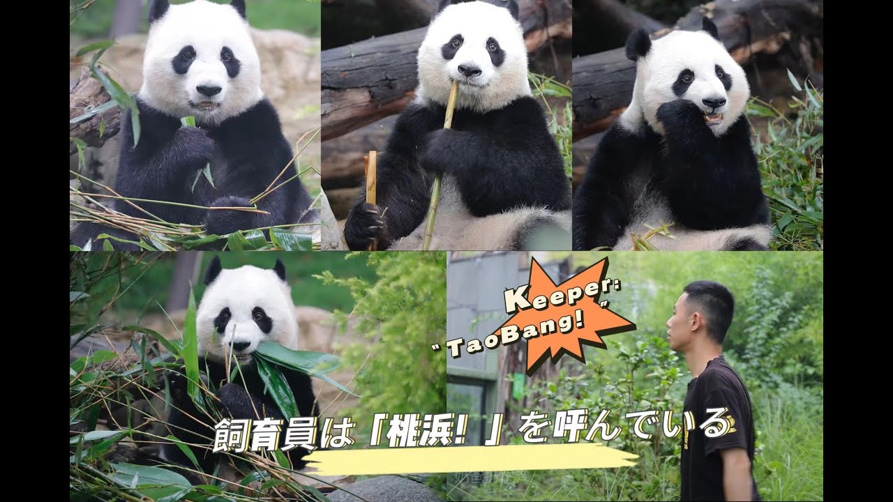 Panda 桃浜 聞いて、飼育員は四川弁で桃ちゃんを呼んでいる。さすが、桃ちゃんは四川弁が分かれるよう。你们听，奶爸用四川话叫桃浜，它真的是能听懂四川话的！