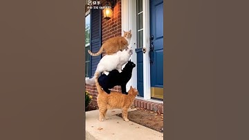 Funny Cat. #cat #youtube #funny #カピバラさん #funnyanimals #capybara