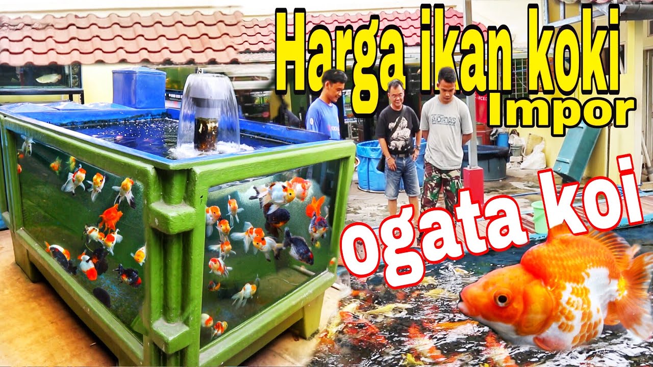 Kunjungan mas jeje di ogata koi jakarta - review harga ikan koki import