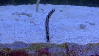 チンアナゴ　spotted garden eel