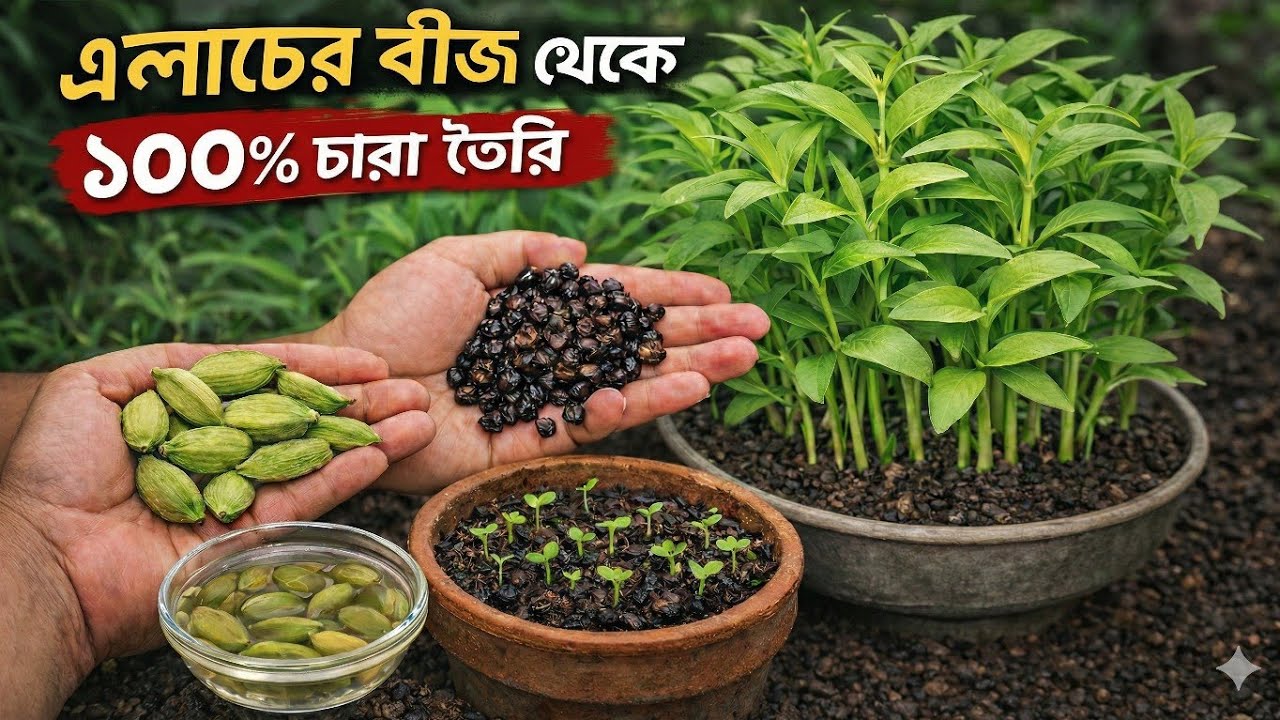 দোকানের এলাচ থেকে চারা হবেই! ১০০% সফল হওয়ার টেকনিক | Grow Cardamom from Seeds | Sobuj Garden 
