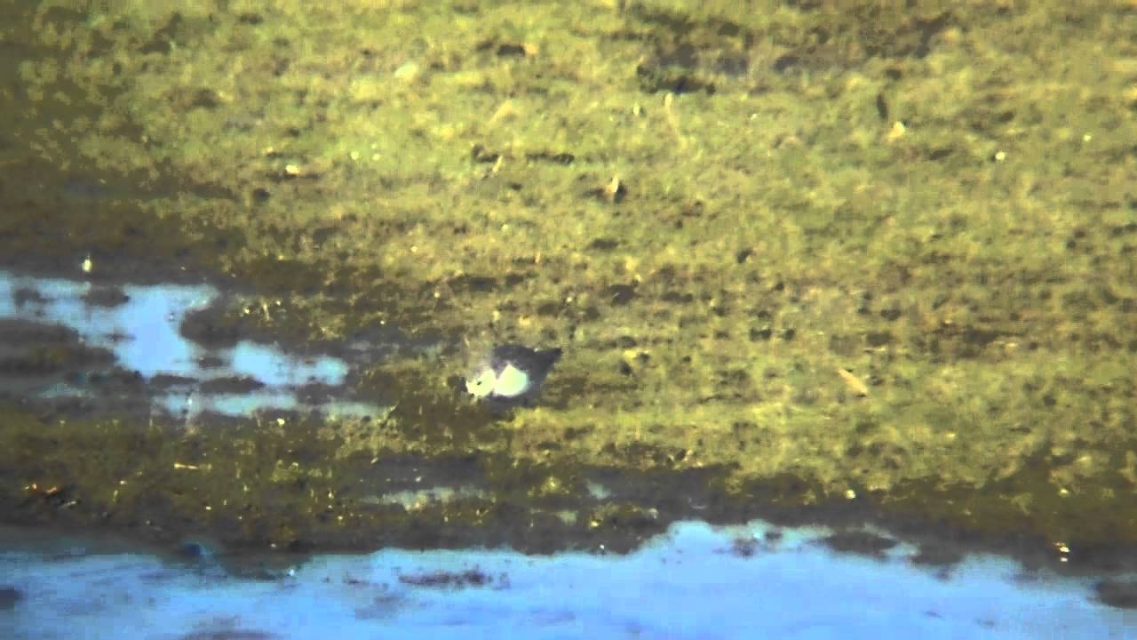 photography en español Little Stint
