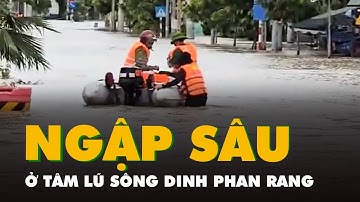 Tường thuật từ tâm lũ sông Dinh Phan Rang: Nhà ngập sâu, vật nuôi được đưa ra quốc lộ
