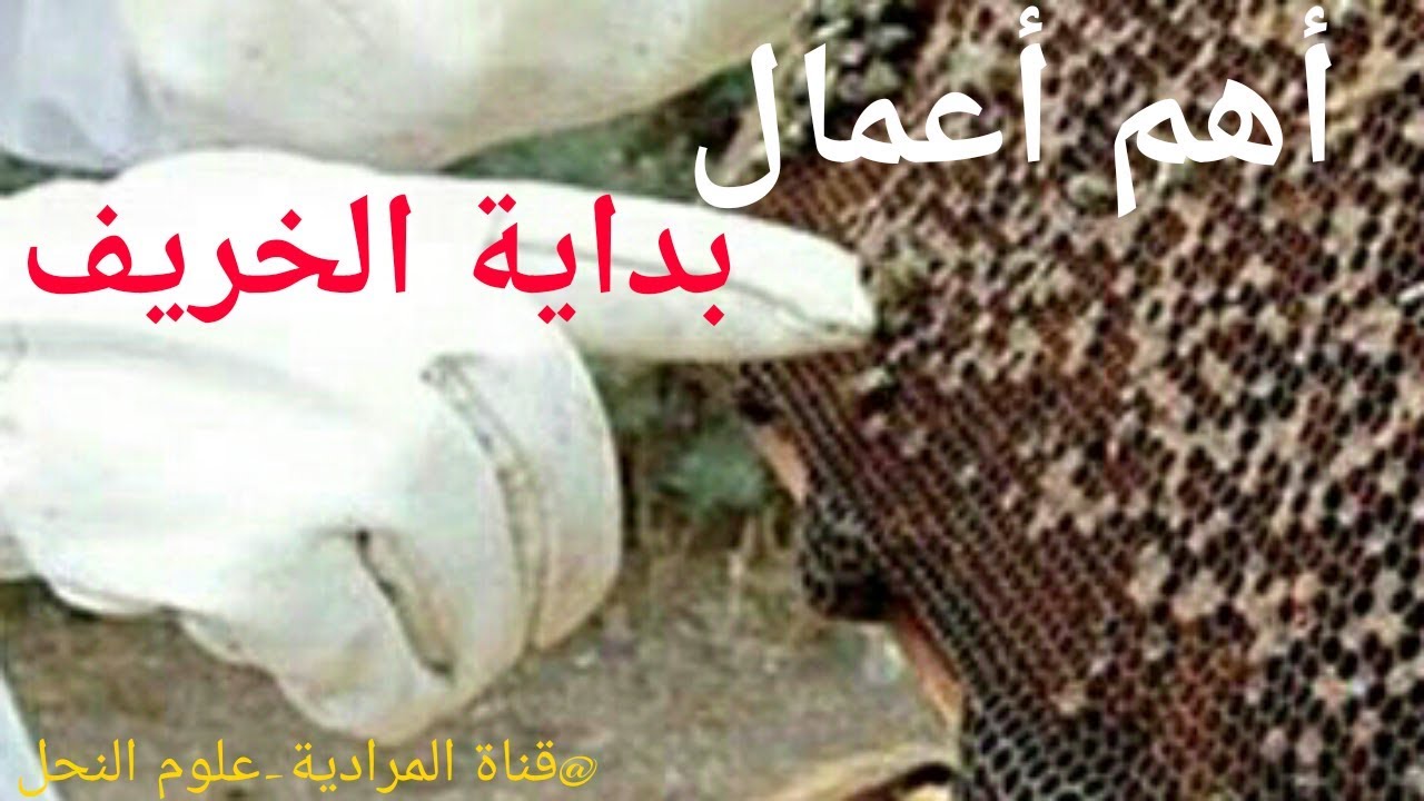 أهم أعمال النحل في بداية الخريف