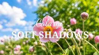 Calarys – Soft Shadows