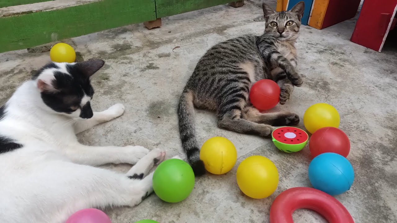 Kucing lucu bermain main. Banyak bola warna warni - YouTube