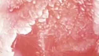 Version 2 of the video