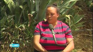 REA RIBOLLA 04/11/2025