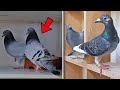 Pigeon Breeding Boxes & More Pairs To Breed  ( Chaos !! )