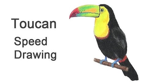 Toucan (Keel-Billed) Time-lapse (Speed) Drawing