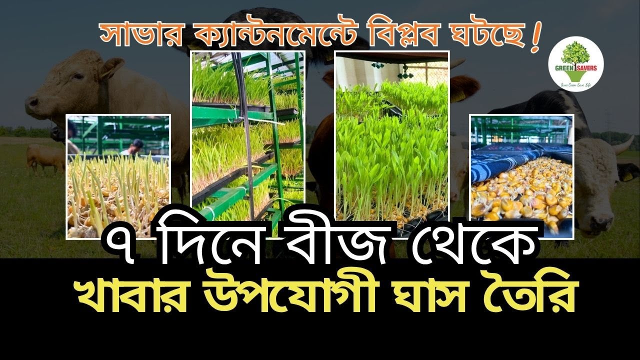 ৭ দিনে হাইড্রোপনিক ঘাস উৎপাদন করে সাভার ক্যান্টনমেন্টে বিপ্লব ঘটছে!