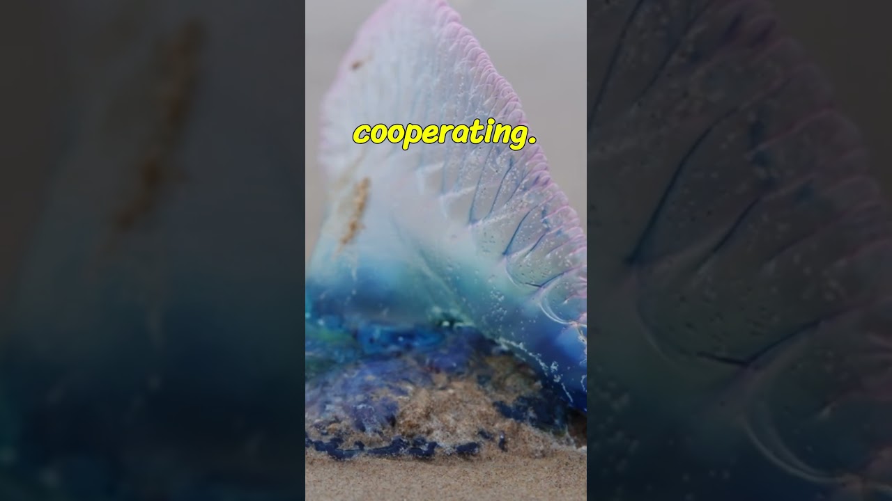Unveiling the Portuguese Man o' War: Nature's Most Stunning Marine Drifter!