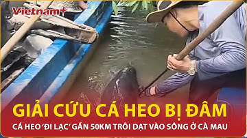 Giải cứu cá heo bị chĩa đâm trôi dạt vào sông ở Cà Mau