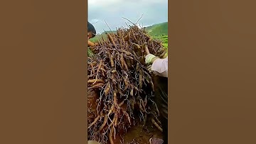 The process of digging cassava