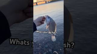 What’s your personal best fish?🤔 #fishing #fyp #viral #shorts #fishinglife
