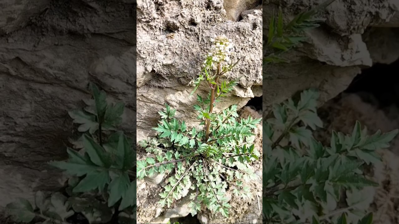 Removing bittercress plant uses 