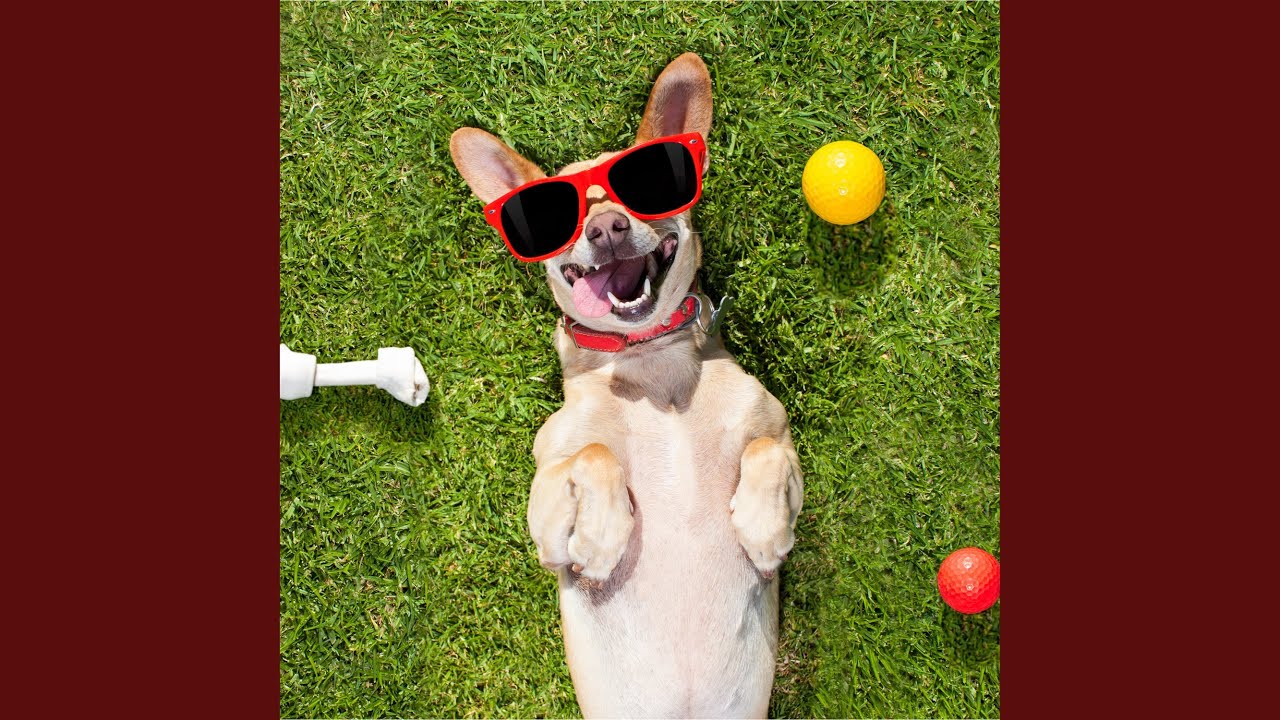 Dog Squeaky Toy (Sound Effect) YouTube