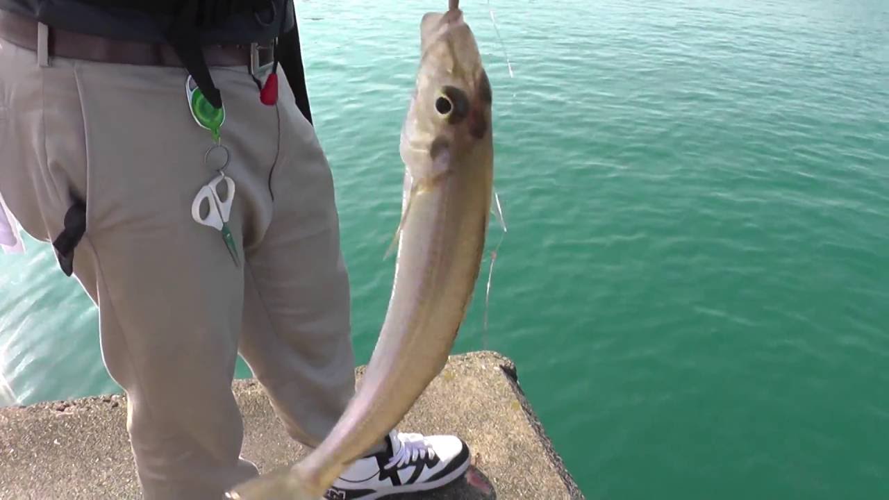 キスの釣り方特集 コツや時期 シーズンなど初心者向けまとめ 暮らし の