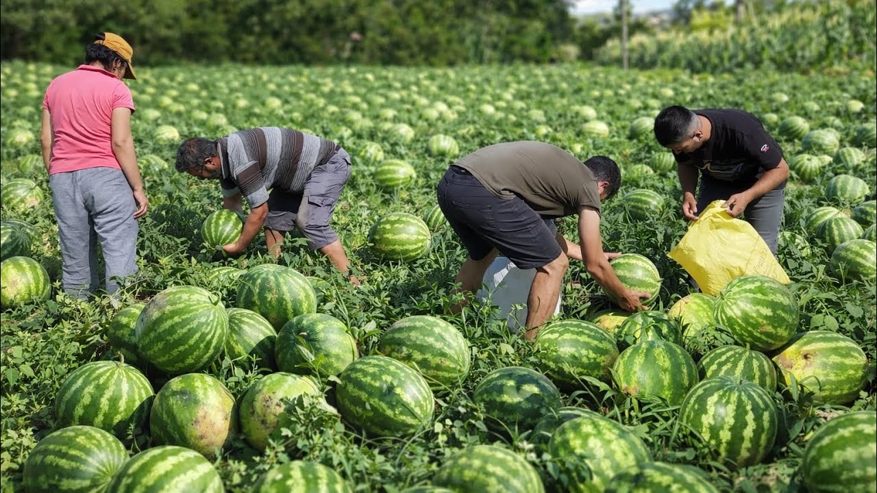 TÜRKİYE’NİN ÜNLÜ KARPUZUNU TOPLAMA GÜNÜ !