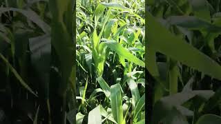 Green Farm Beauty | Fresh Crop View 🌱