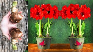 +08 Simplest ways to grow and propagate, care Brilliant Red Lily Garden. FULL VIDEO