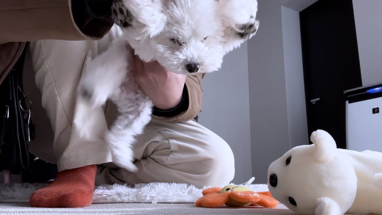 愛犬にフル無視されるようになりました...