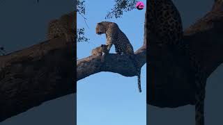 Brave Leopard Cub Sitting High up in a Tree 😍