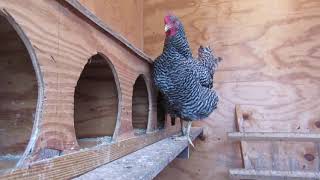 Life Soup Blog: Barred Rock Chicken Clucking