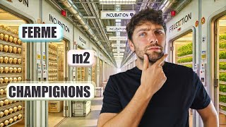 Quelle Surface Faut-Il Pour Une Ferme À Champignons Rentable ?