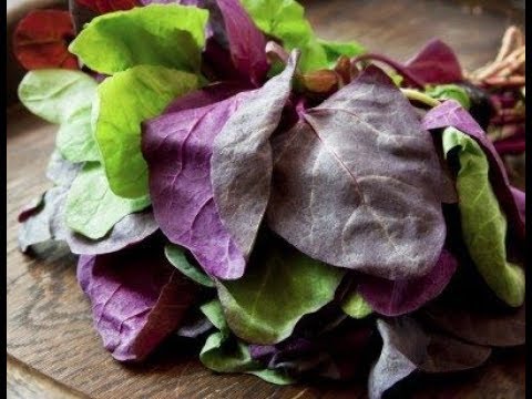 11-amazing-health-benefits-of-orach