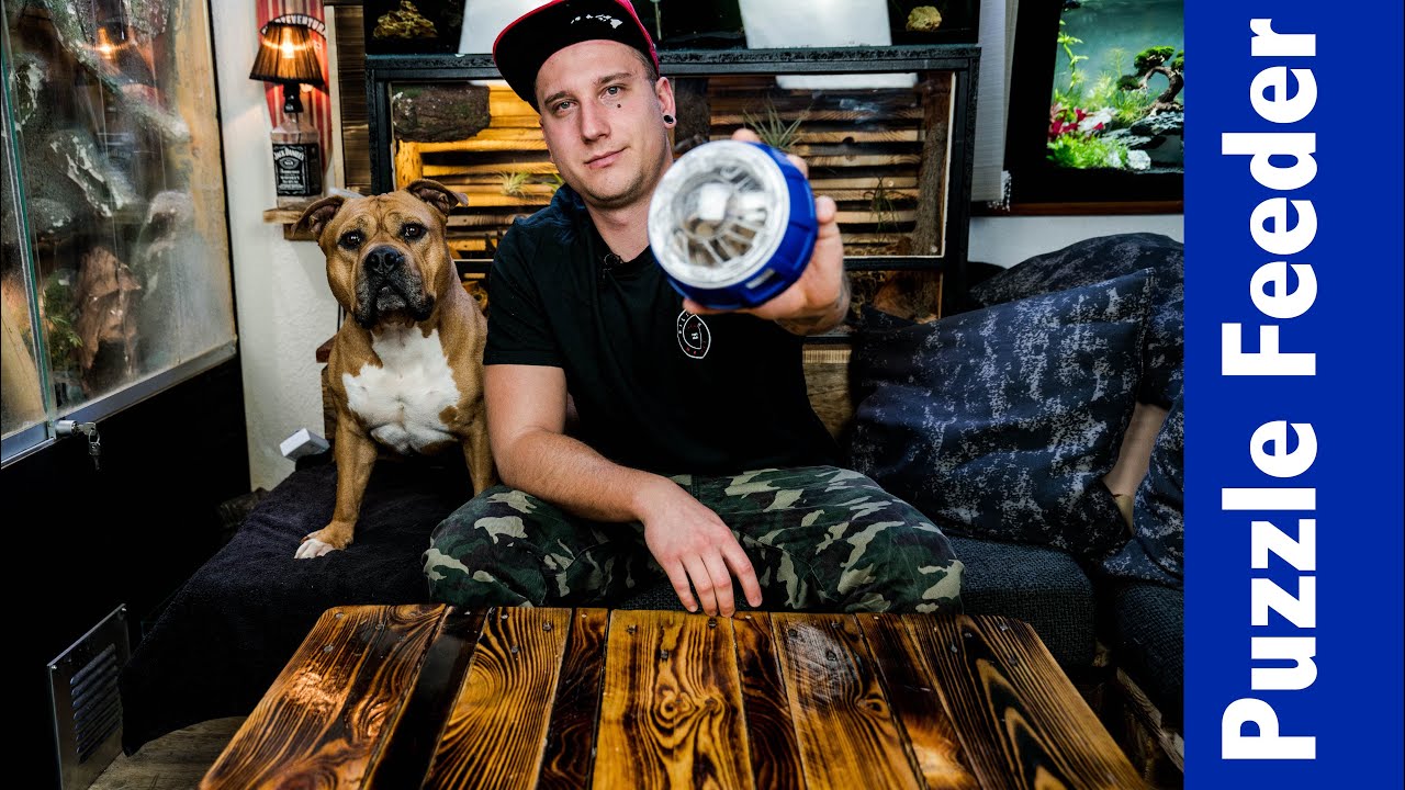 Puzzle Feeder Nerf Dog Spielzeug für Hunde Indoor (Deutsch) YouTube