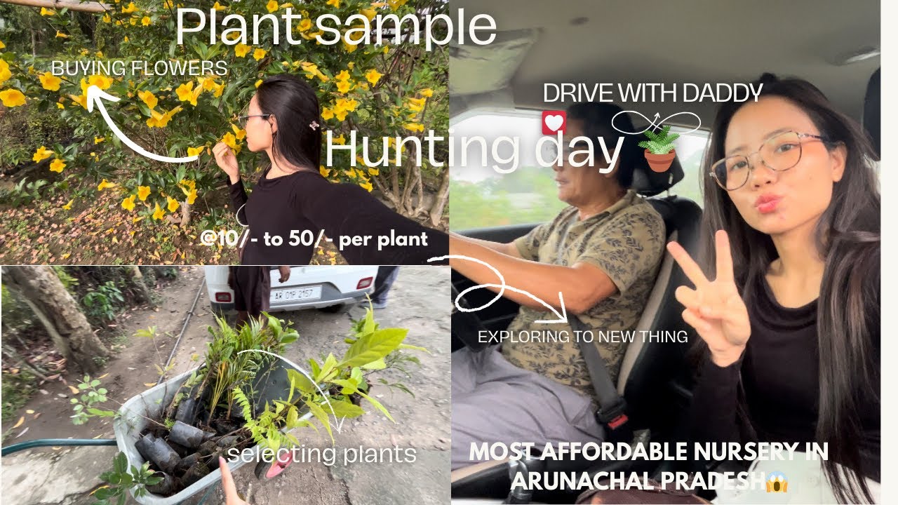 Buying plant sample @10/- per plant😱| cheapest Nursery in Arunachal Pradesh 🪴