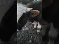 Just wants to play #horns #cowvideos #farmlife