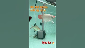 #huyetlongphongtrang #huyetlong #carong #TohoRed một bé green base căn bản, nhưng CHẤT khỏi bàn