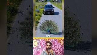 🦚A peacock protected a helpless kitten on the road 😺 #ai #shorts #peacock #cat #ytshorts #treanding