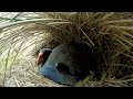 A Rare Pair of Chicks for the Exotic and Endangered Takahe 🐥 Into The Wild New Zealand | Smithsonian