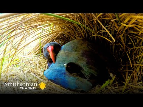 A Rare Pair of Chicks for the Exotic and Endangered Takahe 🐥 Into The Wild New Zealand | Smithsonian