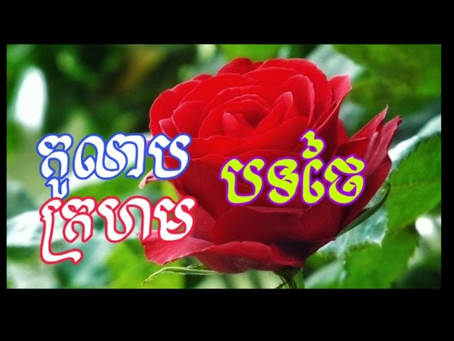 កុលាបក្រហម បទថៃ class=