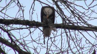 Bald Eagle Eats Salmon in a Tree in Squamish BC