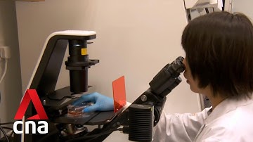 Singapore scientists find a way to grow brain cells from stem cells